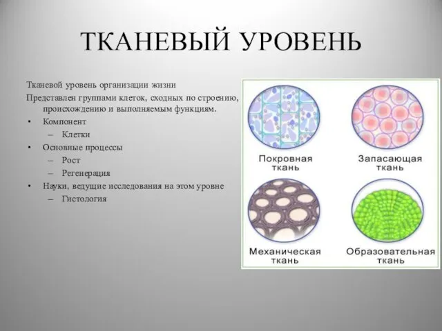 ТКАНЕВЫЙ УРОВЕНЬ Тканевой уровень организации жизни Представлен группами клеток, сходных по