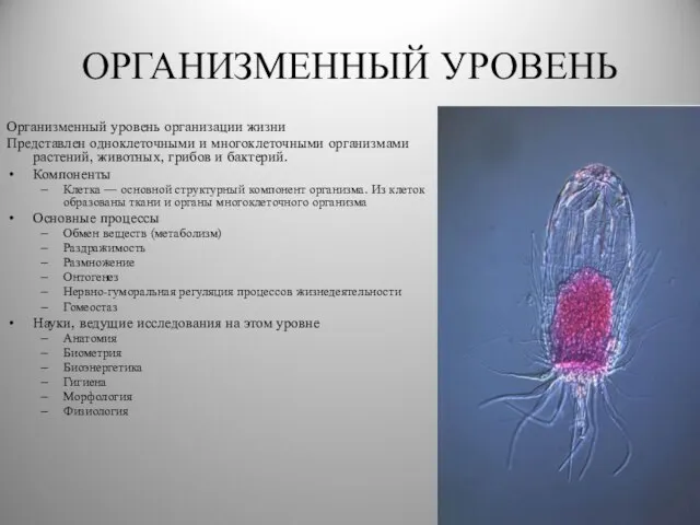 ОРГАНИЗМЕННЫЙ УРОВЕНЬ Организменный уровень организации жизни Представлен одноклеточными и многоклеточными организмами