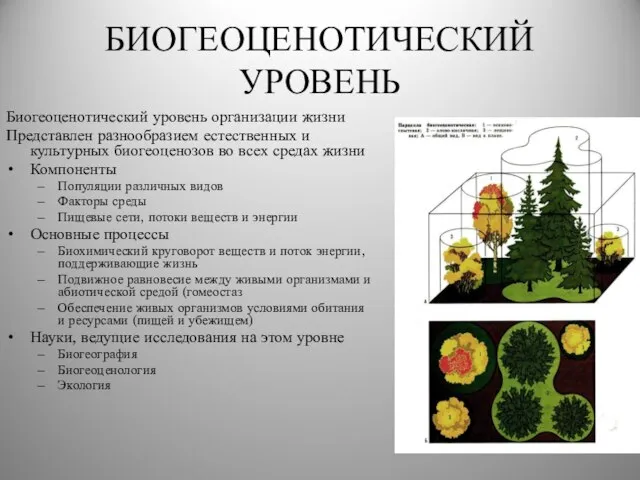 БИОГЕОЦЕНОТИЧЕСКИЙ УРОВЕНЬ Биогеоценотический уровень организации жизни Представлен разнообразием естественных и культурных