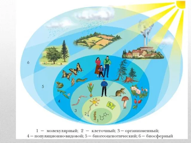 Уровни организации жизни: Молекулярный Клеточный Организменный Популяционно-видовой Биогеоценотический Биосферный