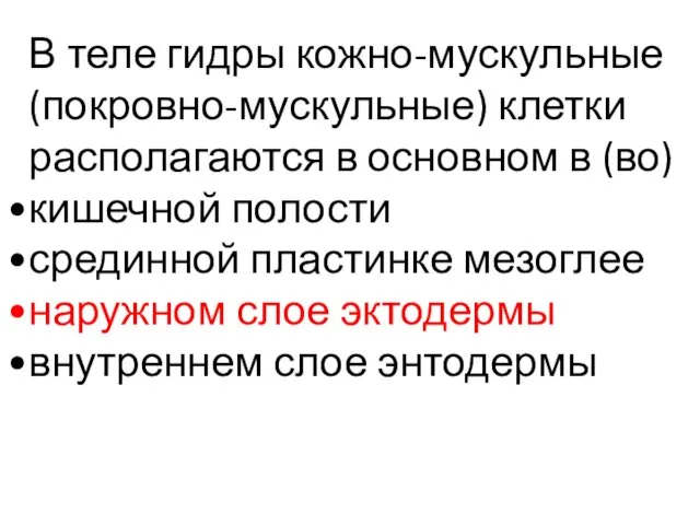 В теле гидры кожно-мускульные (покровно-мускульные) клетки располагаются в основном в (во)