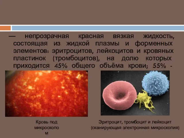 Кровь – разновидность соединительной ткани. — непрозрачная красная вязкая жидкость, состоящая