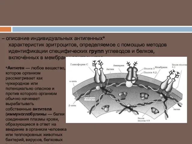 Группа крови – описание индивидуальных антигенных* характеристик эритроцитов, определяемое с помощью