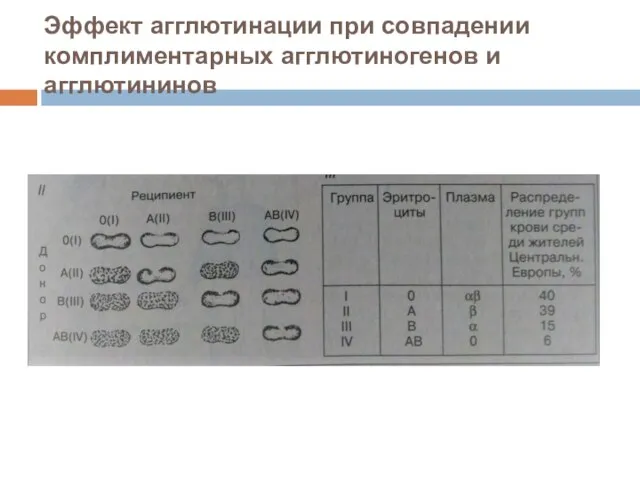 Эффект агглютинации при совпадении комплиментарных агглютиногенов и агглютининов