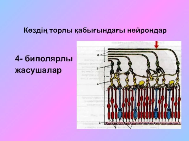 Көздің торлы қабығындағы нейрондар 4- биполярлы жасушалар