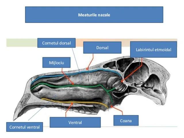 Mijlociu Dorsal Labirintul etmoidal Ventral Coana Meaturile nazale Cornetul dorsal Cornetul ventral