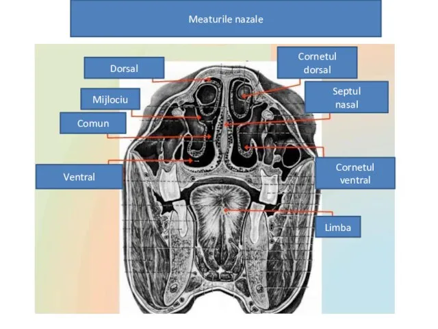Meaturile nazale Dorsal Mijlociu Comun Ventral Cornetul dorsal Septul nasal Cornetul ventral Limba
