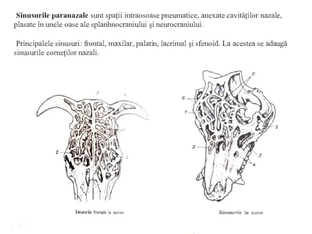 Sinusurile paranazale sunt spații intraosoase pneumatice, anexate cavităților nazale, plasate în