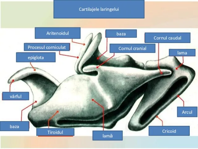 Cartilajele laringelui Aritenoidul epiglota Tiroidul Cricoid vârful baza lamă Cornul caudal