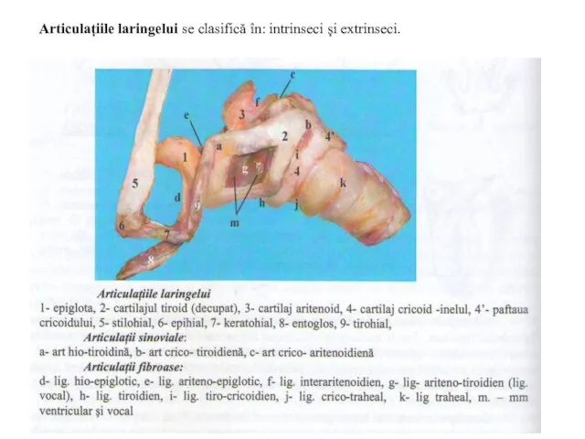 Articulațiile laringelui se clasifică în: intrinseci și extrinseci.