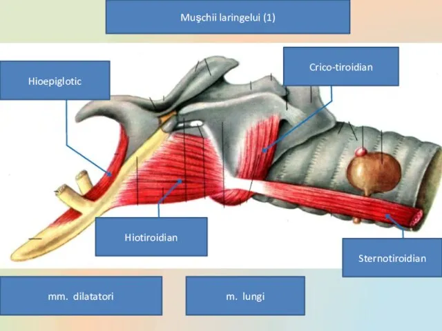 Muşchii laringelui (1) Hioepiglotic Hiotiroidian Crico-tiroidian Sternotiroidian mm. dilatatori m. lungi