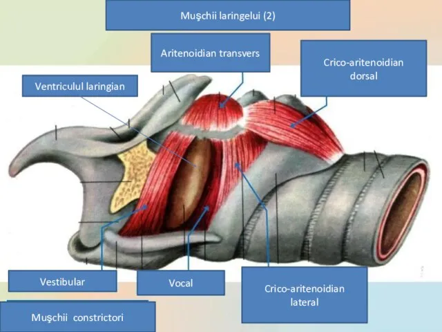 Muşchii laringelui (2) Aritenoidian transvers Crico-aritenoidian dorsal Vocal Vestibular Crico-aritenoidian lateral Muşchii constrictori Ventriculul laringian