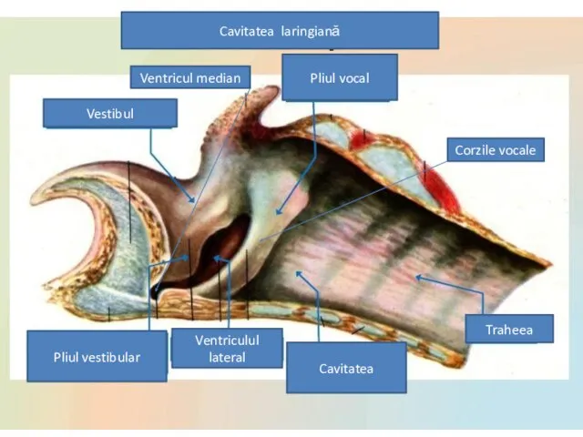 Cavitatea laringiană Vestibul Pliul vocal Pliul vestibular Ventriculul lateral Traheea Cavitatea Corzile vocale Ventricul median