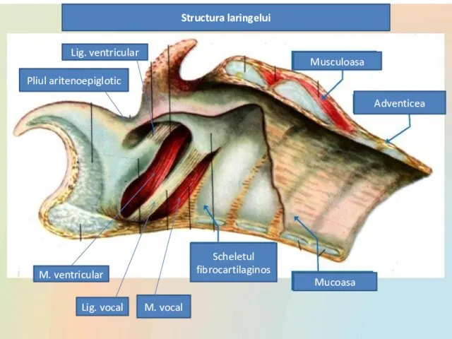 Structura laringelui Musculoasa Adventicea Mucoasa Scheletul fibrocartilaginos M. vocal Lig. vocal