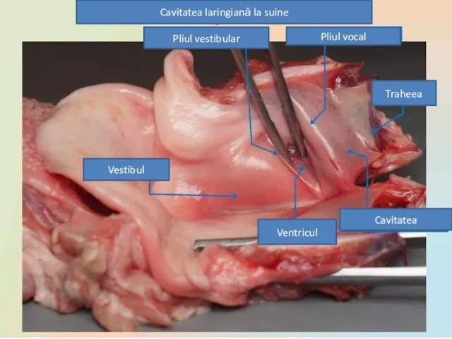 Cavitatea laringiană la suine Pliul vestibular Pliul vocal Traheea Vestibul Ventricul Cavitatea