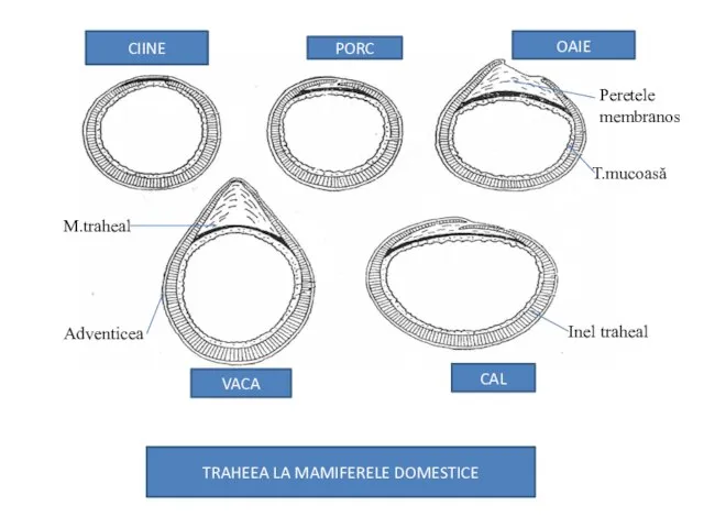 TRAHEEA LA MAMIFERELE DOMESTICE CAL VACA CIINE OAIE PORC M.traheal Adventicea Inel traheal T.mucoasă Peretele membranos