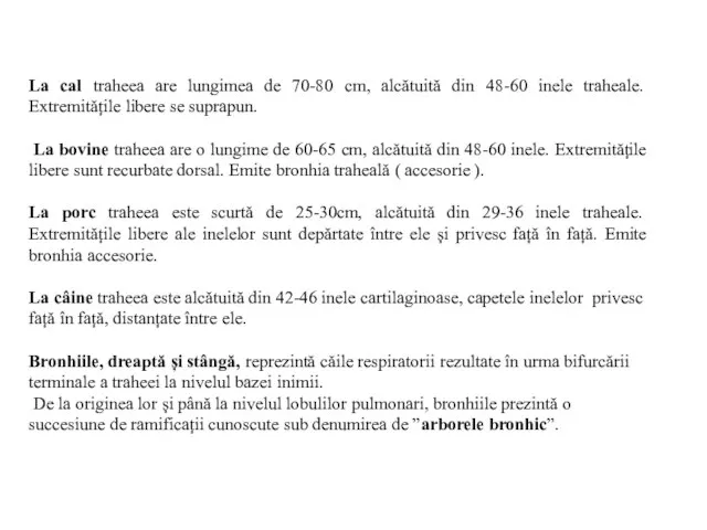 La cal traheea are lungimea de 70-80 cm, alcătuită din 48-60