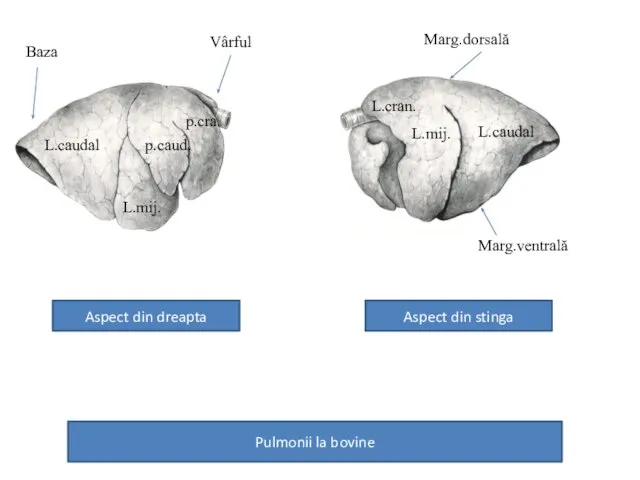 Pulmonii la bovine Aspect din dreapta Aspect din stinga L.caudal L.mij.