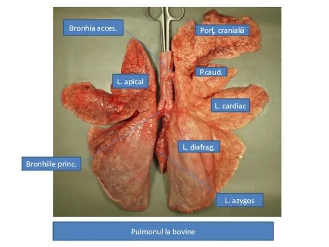 Pulmonul la bovine L. diafrag. L. cardiac L. apical Porţ. cranială