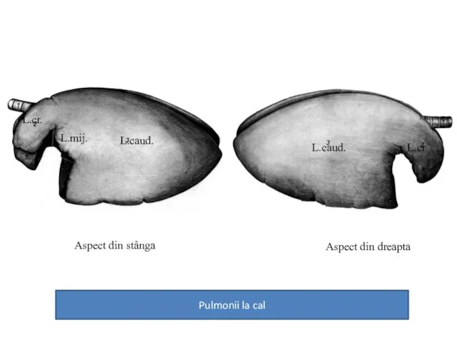 Pulmonii la cal Aspect din stânga Aspect din dreapta L.cr. L.caud. L.mij. L.caud. L.cr