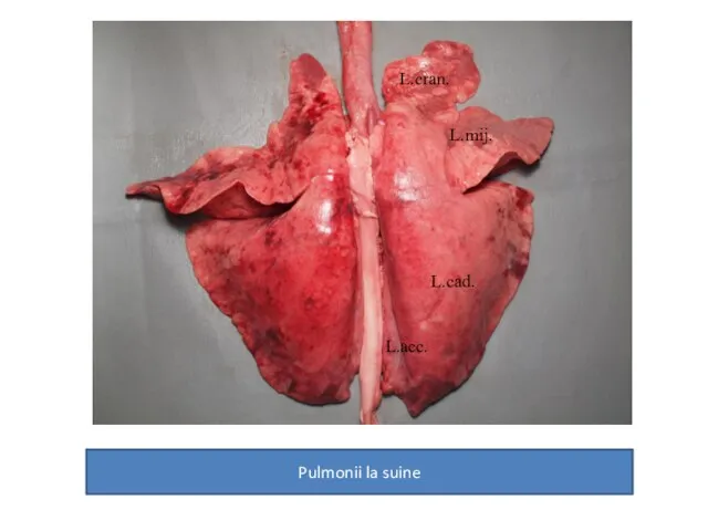 Pulmonii la suine L.cran. L.mij. L.cad. L.acc.