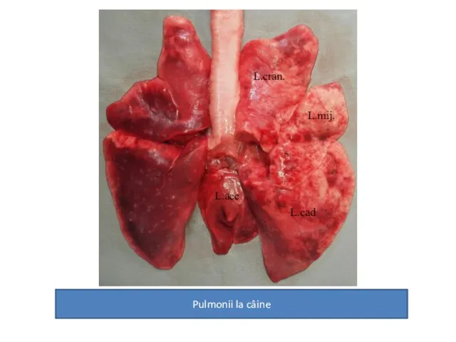 Pulmonii la câine L.cran. L.mij. L.cad L.acc