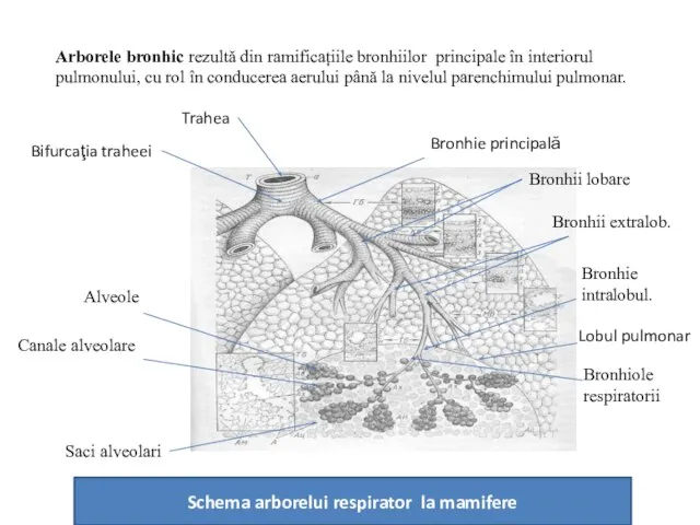 Schema arborelui respirator la mamifere Arborele bronhic rezultă din ramificațiile bronhiilor