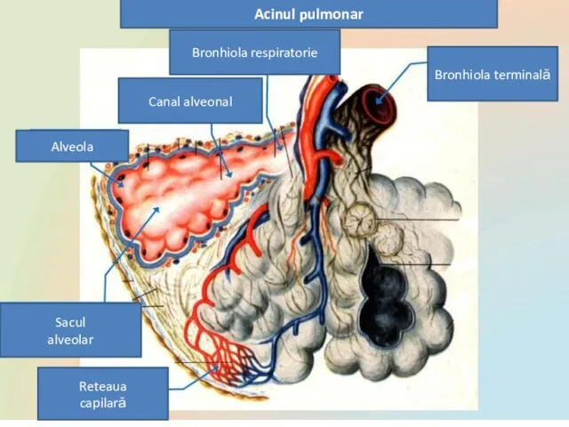 Acinul pulmonar Bronhiola respiratorie Bronhiola terminală Alveola Canal alveonal Sacul alveolar Reteaua capilară