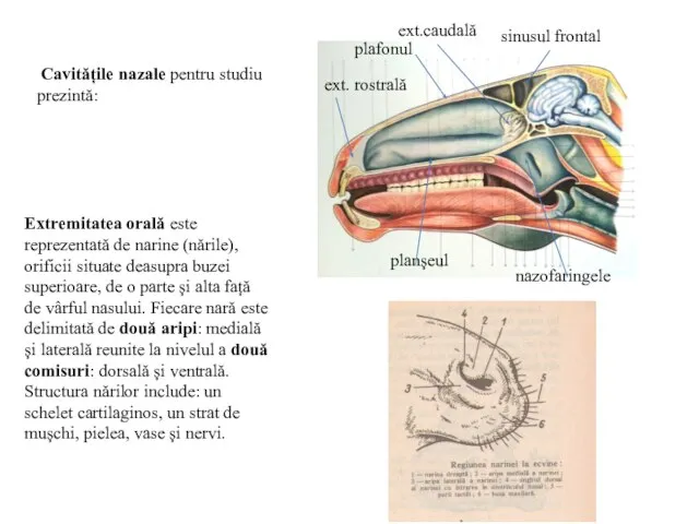 Cavitățile nazale pentru studiu prezintă: planșeul plafonul ext. rostrală ext.caudală sinusul