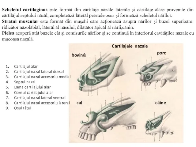 Scheletul cartilaginos este format din cartilaje nazale laterale și cartilaje alare