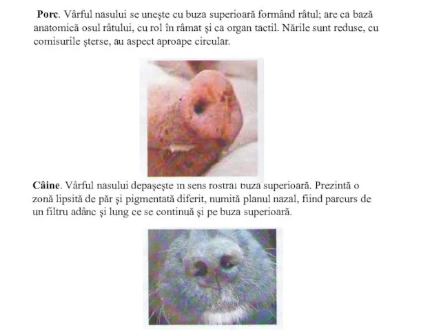 Porc. Vârful nasului se unește cu buza superioară formând râtul; are