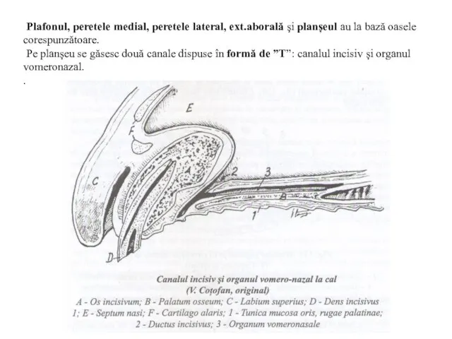 Plafonul, peretele medial, peretele lateral, ext.aborală şi planșeul au la bază