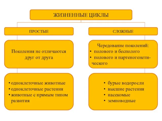 ЖИЗНЕННЫЕ ЦИКЛЫ ПРОСТЫЕ СЛОЖНЫЕ Поколения не отличаются друг от друга Чередование