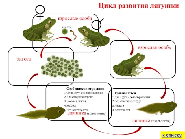 зигота взрослые особи Цикл развития лягушки гаметы к списку