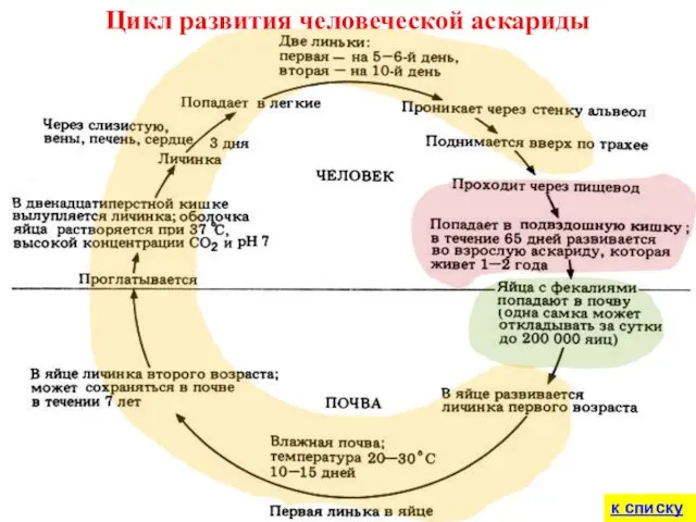 Цикл развития человеческой аскариды к списку