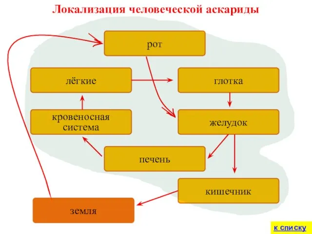 рот лёгкие глотка кровеносная система желудок печень кишечник земля Локализация человеческой аскариды к списку