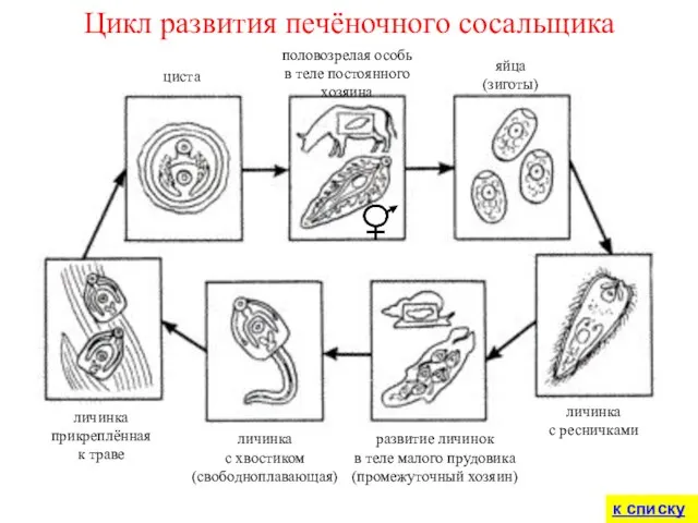 Цикл развития печёночного сосальщика половозрелая особь в теле постоянного хозяина яйца