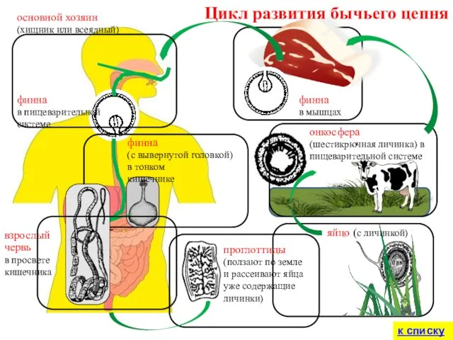 финна в мышцах Цикл развития бычьего цепня проглоттиды (ползают по земле