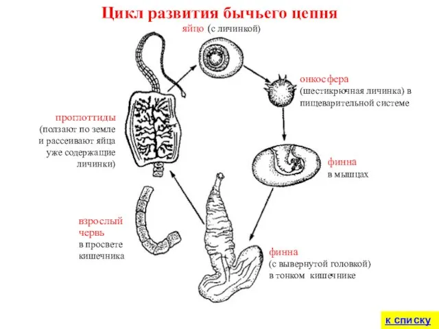 финна в мышцах яйцо (с личинкой) онкосфера (шестикрючная личинка) в пищеварительной