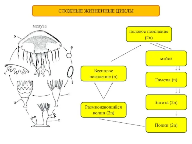 СЛОЖНЫЕ ЖИЗНЕННЫЕ ЦИКЛЫ половое поколение (2n) Бесполое поколение (n) Размножающийся полип