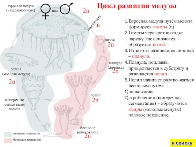 зигота планула (личинка) полип бесполое размножение эфира (молодая медуза) поперечная сегментация