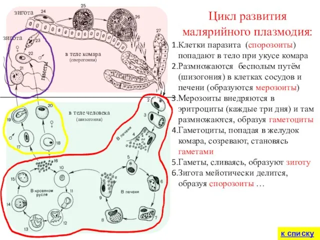 в теле человека (шизогония) в теле комара (спорогония) Цикл развития малярийного