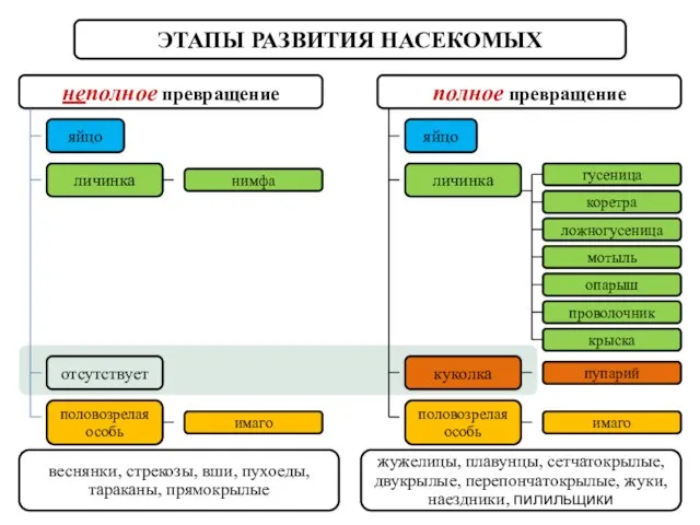 ЭТАПЫ РАЗВИТИЯ НАСЕКОМЫХ неполное превращение полное превращение яйцо отсутствует половозрелая особь