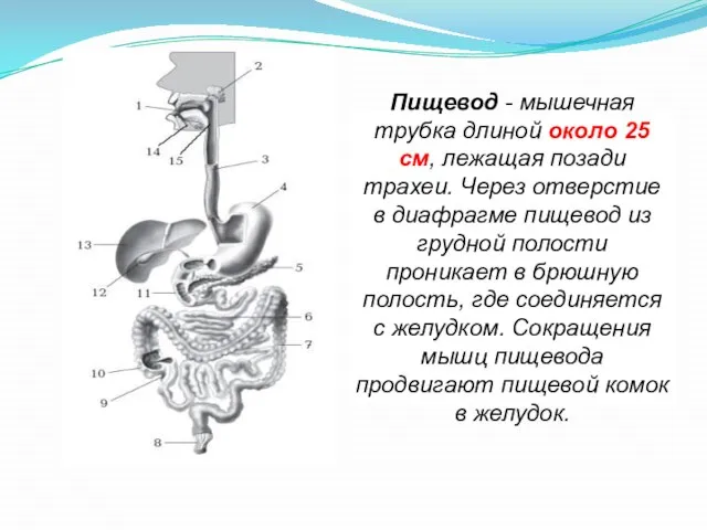 Трахея имеет форму трубки длиной 9. Методы изучения органов пищеварения. Строение пищеварительной системы человека. Общий план строения пищеварительной системы. Методы исследования пищеварения в желудке.