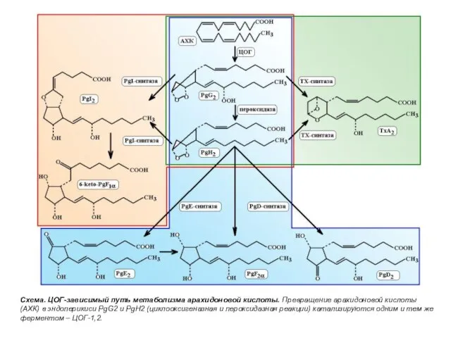 Схема. ЦОГ-зависимый путь метаболизма арахидоновой кислоты. Превращение арахидоновой кислоты (АХК) в