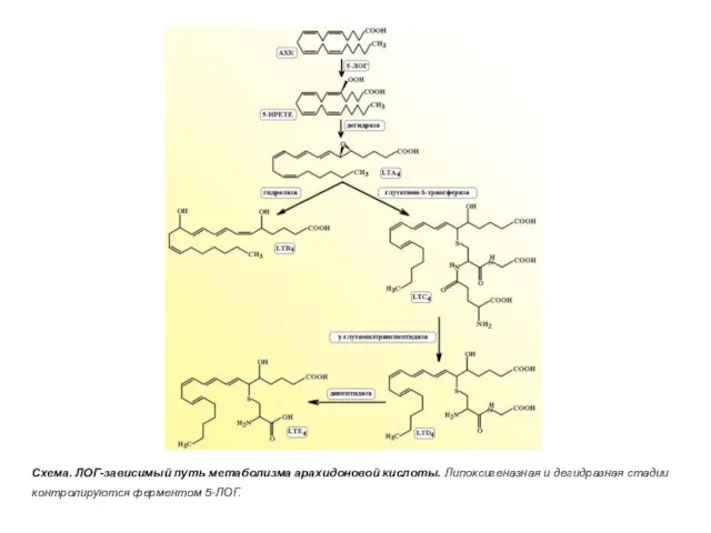 Схема. ЛОГ-зависимый путь метаболизма арахидоновой кислоты. Липоксигеназная и дегидразная стадии контролируются ферментом 5-ЛОГ.