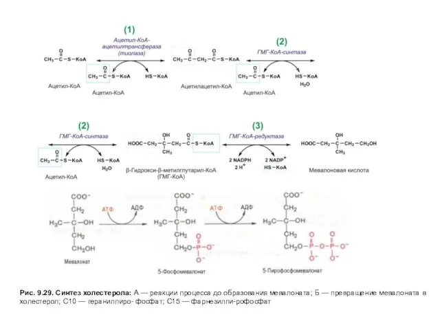 Рис. 9.29. Синтез холестерола: А — реакции процесса до образования мевалоната;