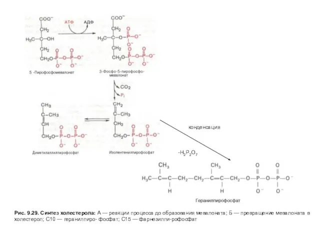 Рис. 9.29. Синтез холестерола: А — реакции процесса до образования мевалоната;