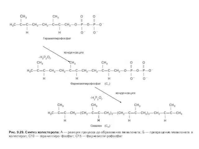 Рис. 9.29. Синтез холестерола: А — реакции процесса до образования мевалоната;