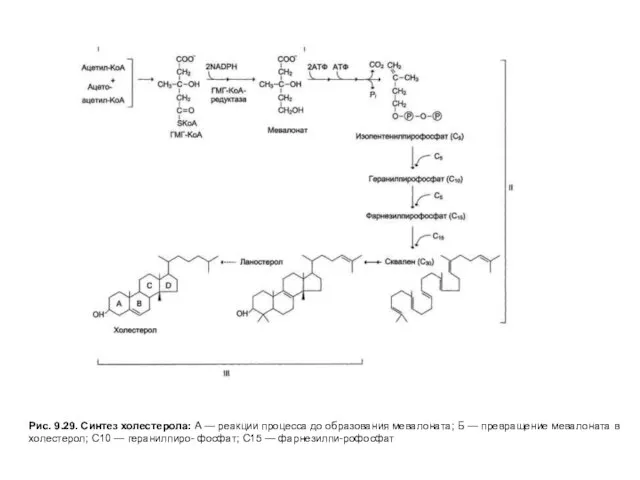 Рис. 9.29. Синтез холестерола: А — реакции процесса до образования мевалоната;